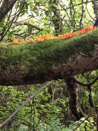 Favolaschia calocera image