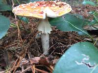 Amanita muscaria image