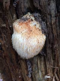 Hericium erinaceus image