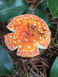 Amanita muscaria image