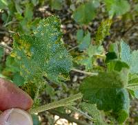 Puccinia malvacearum image