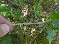 Puccinia malvacearum image