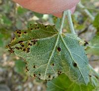 Puccinia malvacearum image