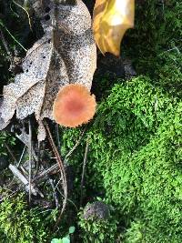 Laccaria laccata image