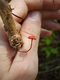 Mycena viscidocruenta image