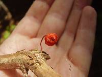 Mycena viscidocruenta image