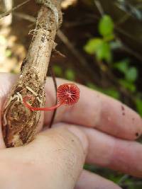 Mycena viscidocruenta image