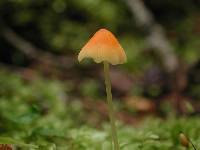 Mycena acicula image