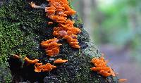 Favolaschia calocera image