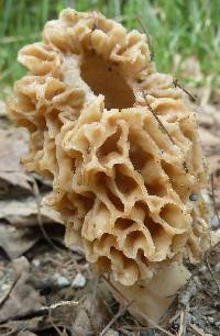 Morchella americana image