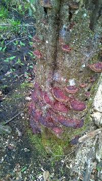 Ganoderma sessiliforme image