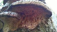 Ganoderma sessiliforme image