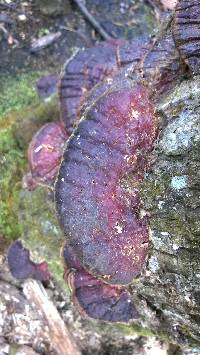 Ganoderma sessiliforme image