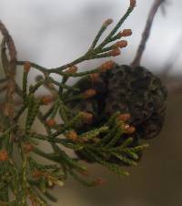 Gymnosporangium juniperi-virginianae image