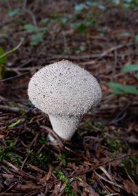 Lycoperdon perlatum image