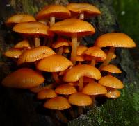 Mycena leaiana image