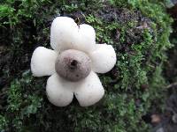 Geastrum saccatum image