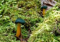 Leotia viscosa image