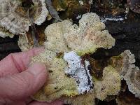 Trametes ochracea image