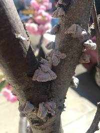 Schizophyllum commune image