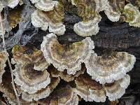 Trametes ochracea image