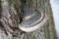 Ganoderma applanatum image