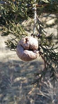 Gymnosporangium juniperi-virginianae image