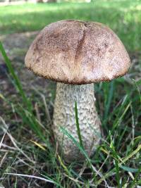 Leccinum scabrum image