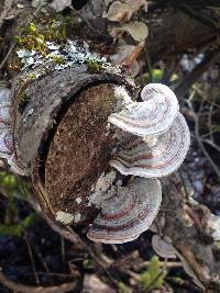 Trametes versicolor image