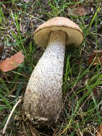 Leccinum scabrum image