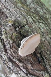 Ganoderma applanatum image