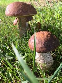 Leccinum scabrum image