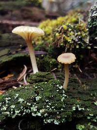 Lichenomphalia umbellifera image