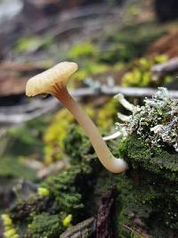 Lichenomphalia umbellifera image