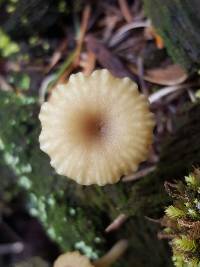 Lichenomphalia umbellifera image