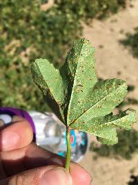 Puccinia malvacearum image