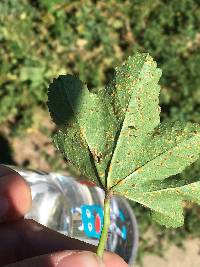 Puccinia malvacearum image