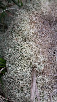 Cladonia confusa image