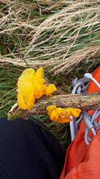 Tremella mesenterica image