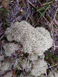 Cladonia confusa image