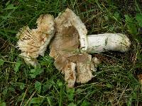 Russula amoenolens image