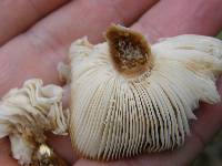 Russula amoenolens image