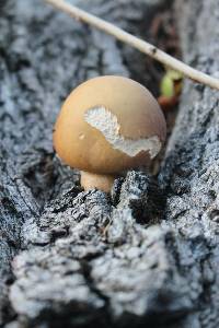 Agrocybe parasitica image