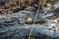 Agrocybe parasitica image