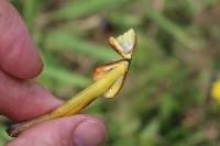 Hygrocybe conica image