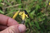 Hygrocybe conica image