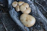 Agrocybe parasitica image