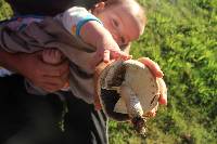 Agrocybe parasitica image