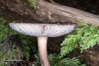 Amanita pekeoides image