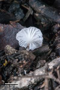 Marasmiellus candidus image